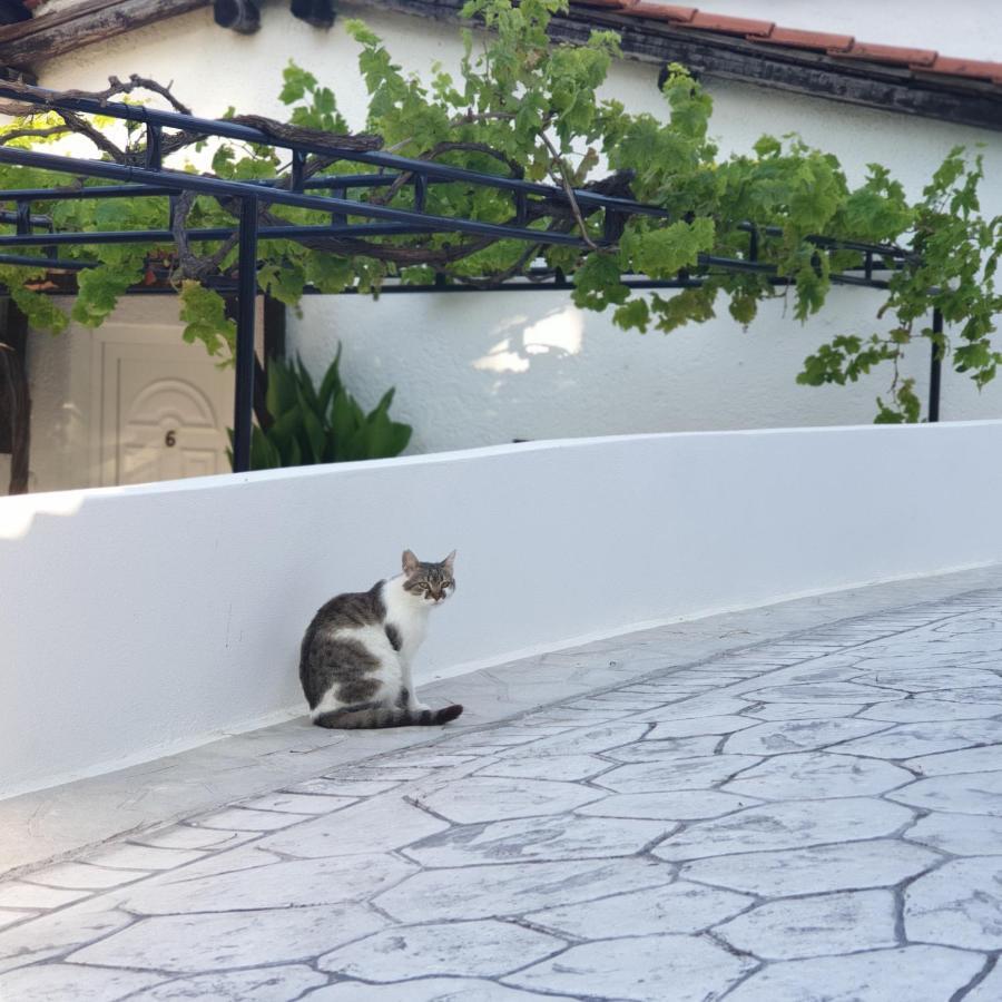 Villa Elpiniki Troulos Esterno foto